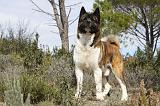 AKITA AMERICAIN 395